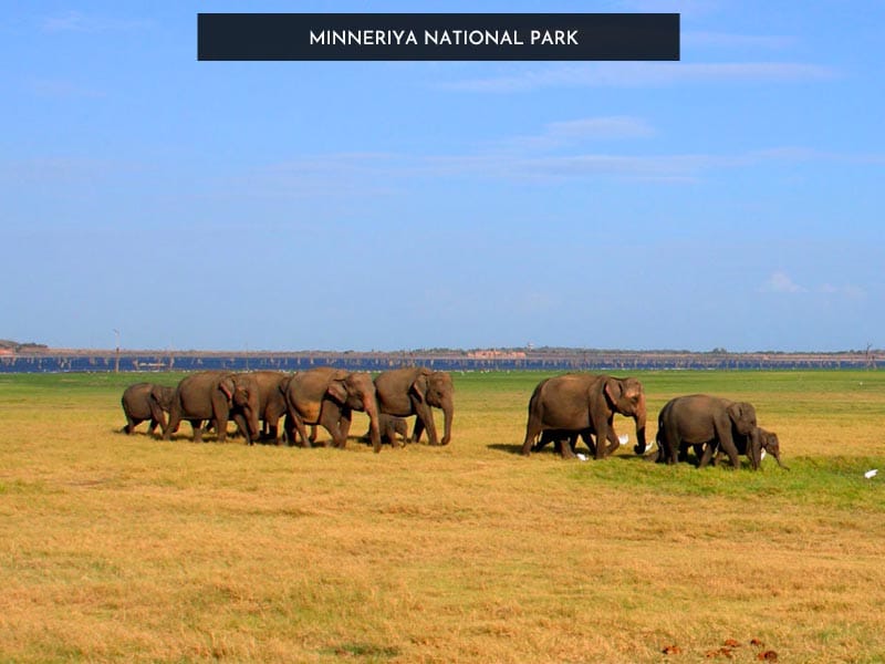 Minneriya National Park
