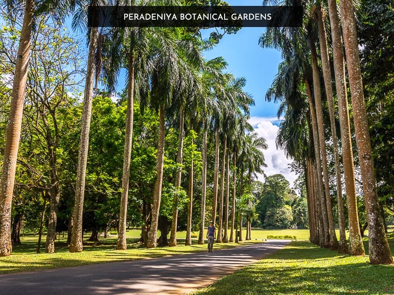 Peradeniya Botanical Gardens