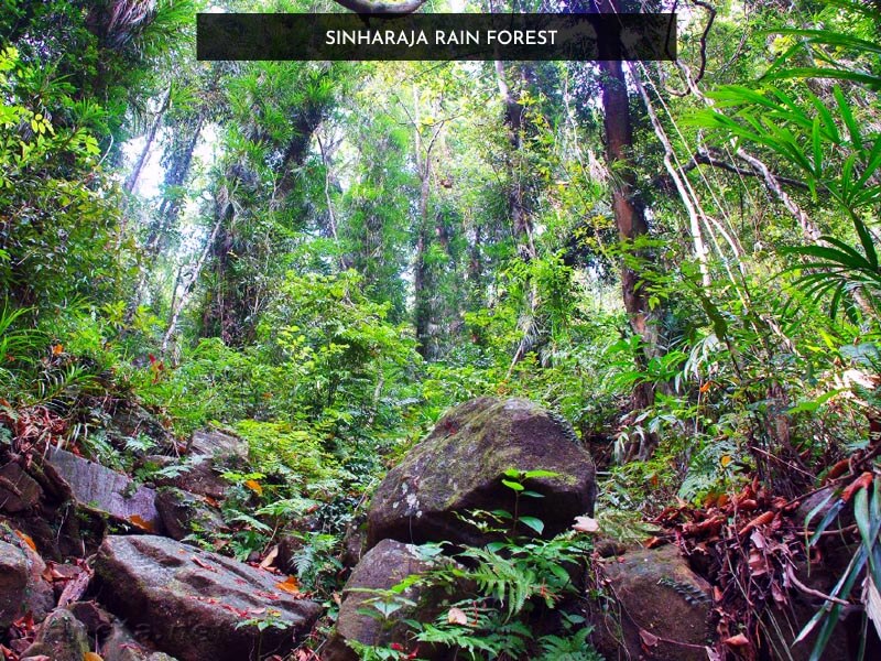 Sinharaja Rain Forest