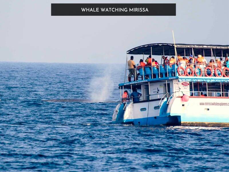 Whale Watching Mirissa